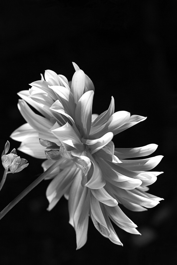 Dahlia Black and White With insect by Joy Watson
